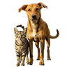 MASCOTAS